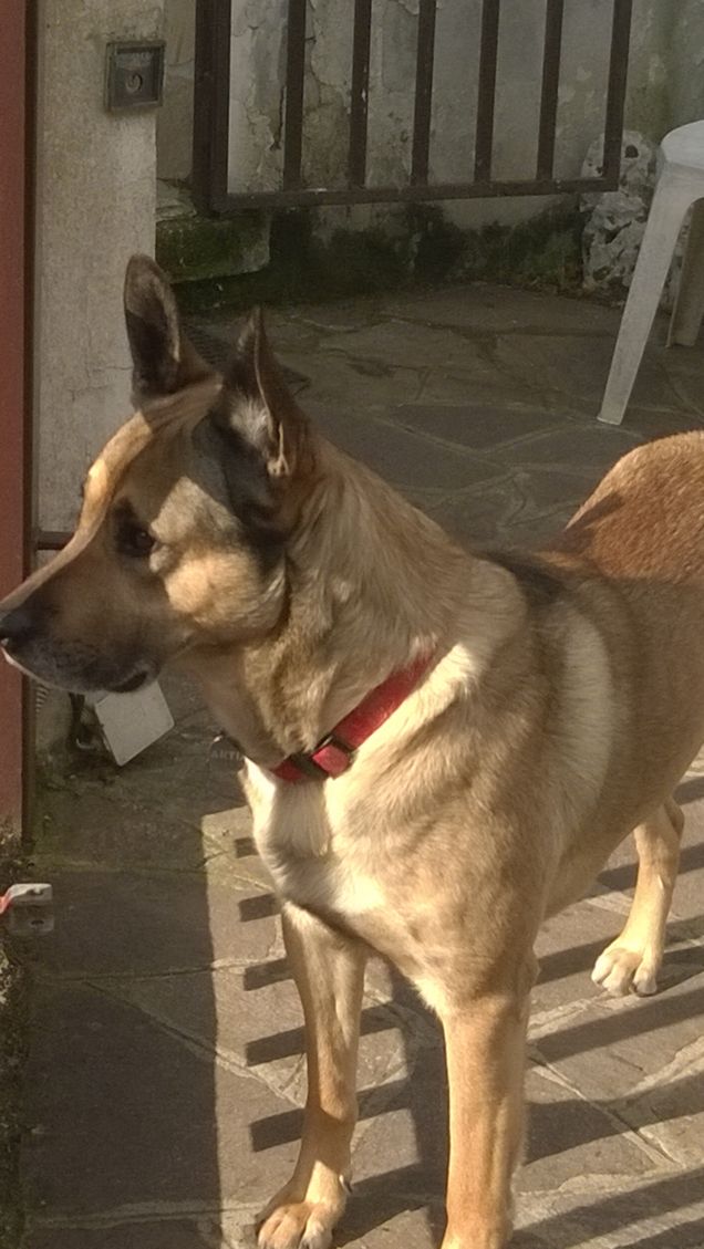 Ogne scarrafone  è bello ‘a mamma soja. 