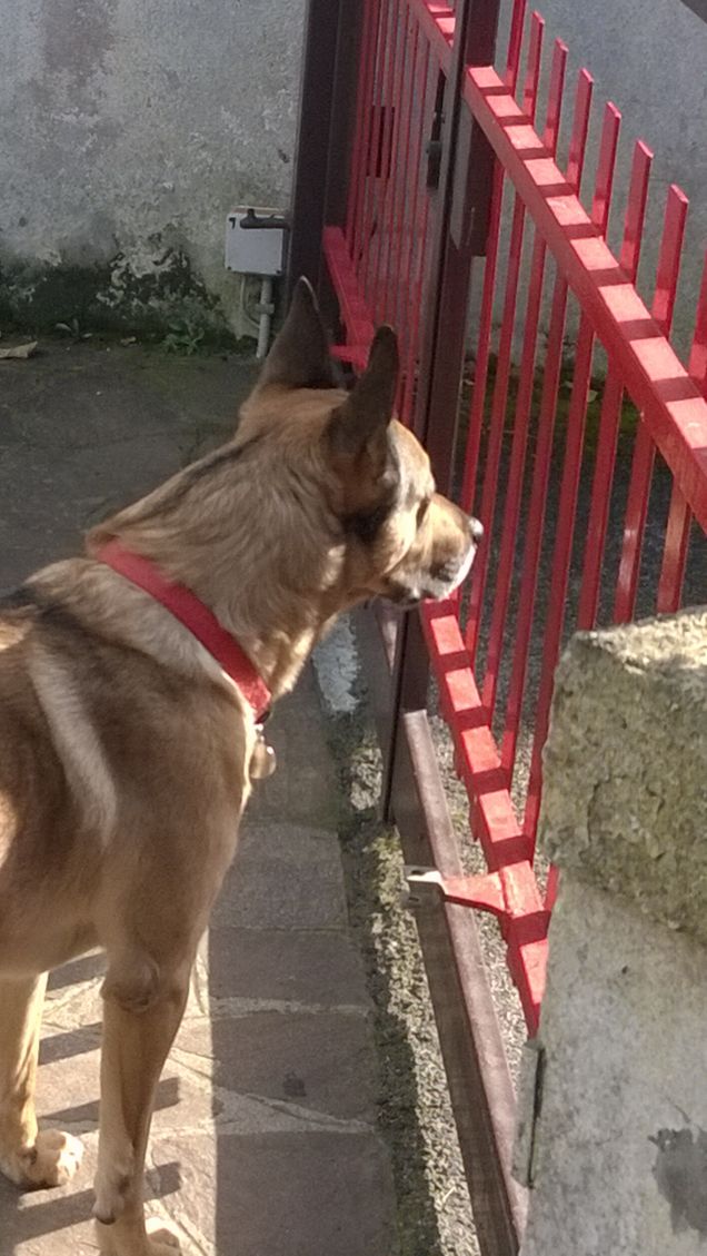 Ogne scarrafone è bello ‘a mamma soja.1