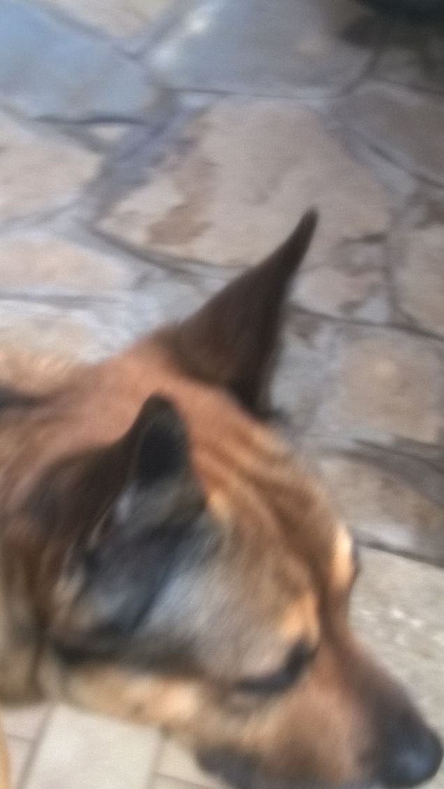 Ogne scarrafone è bello ‘a mamma soja...proverbio Napoletano