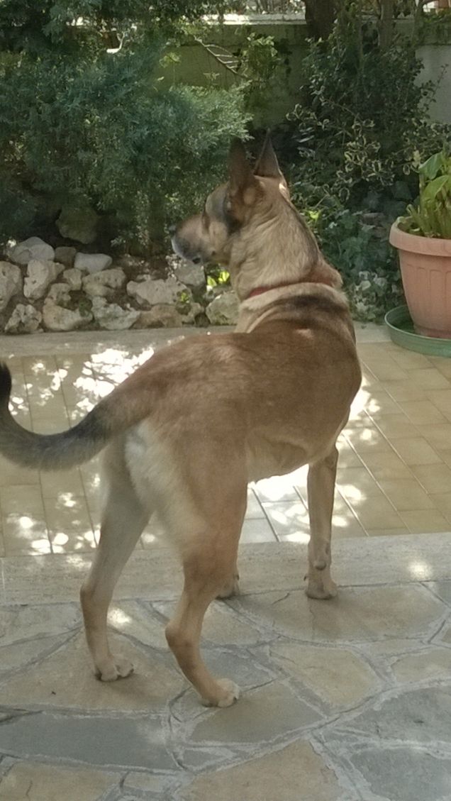 Ogne scarrafone è bello ‘a mamma soja...proverbio Napoletano1