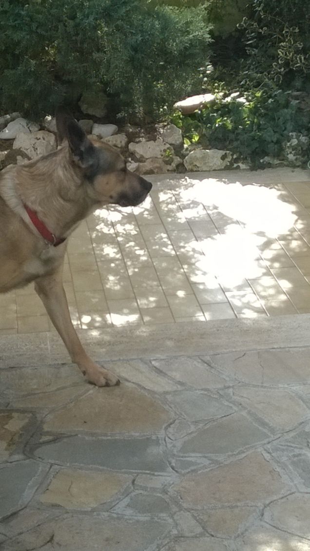 Ogne scarrafone è bello ‘a mamma soja...proverbio Napoletano2