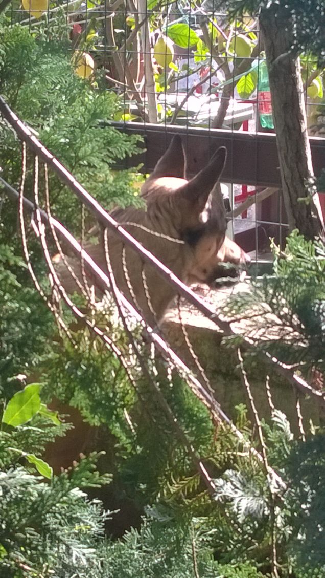 Ogne scarrafone è bello ‘a mamma soja...proverbio Napoletano3