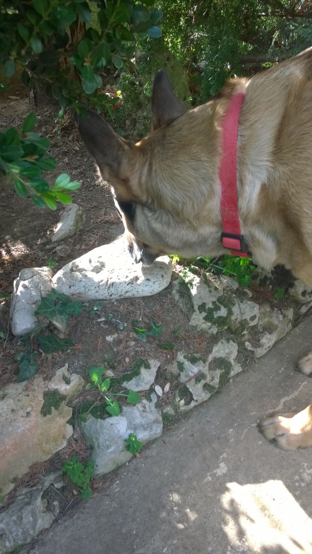 Ogne scarrafone è bello ‘a mamma soja...proverbio Napoletano4