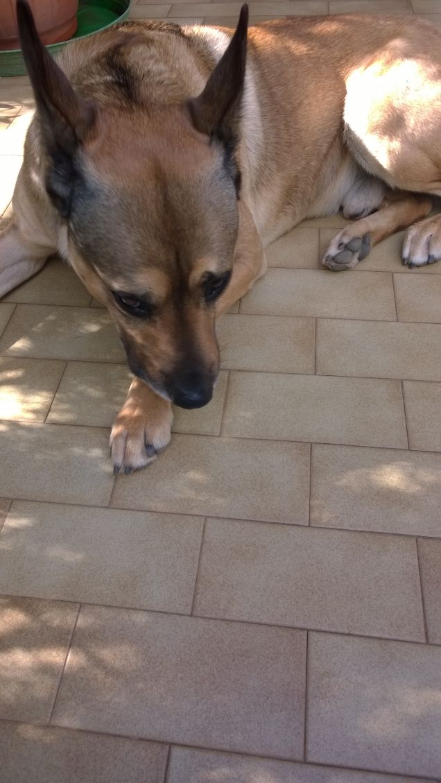 Ogne scarrafone è bello ‘a mamma soja...proverbio Napoletano5