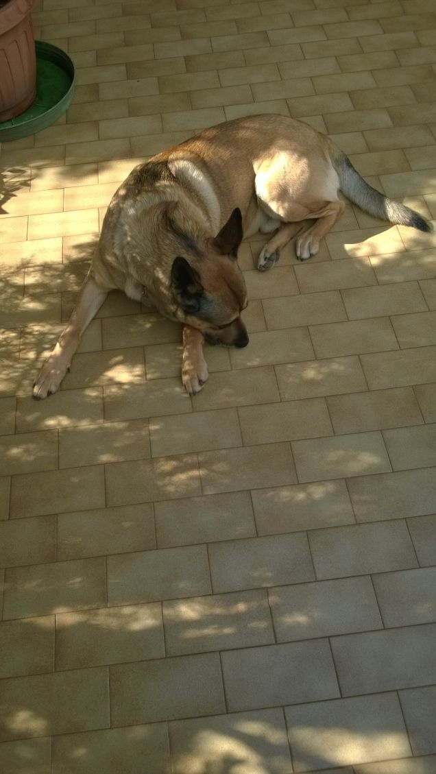 Ogne scarrafone è bello ‘a mamma soja...proverbio Napoletano6