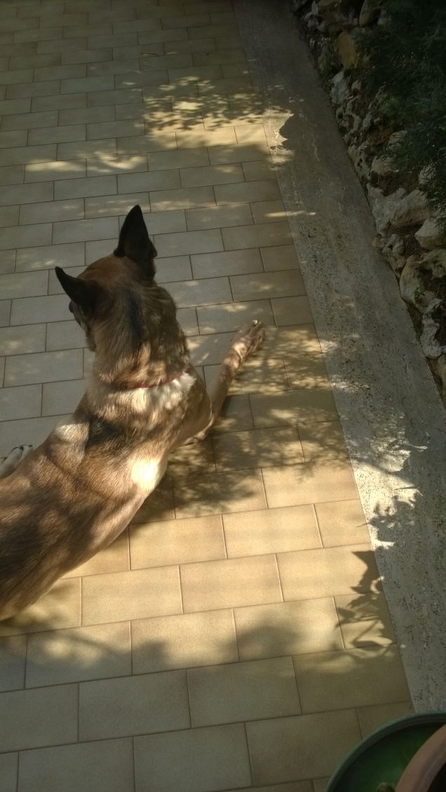 Ogne scarrafone è bello ‘a mamma soja...proverbio Napoletano7