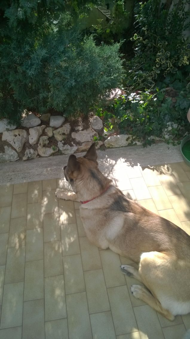 Ogne scarrafone è bello ‘a mamma soja...proverbio Napoletano8