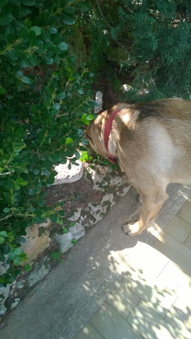 Ogne scarrafone è bello ‘a mamma soja...proverbio Napoletano9