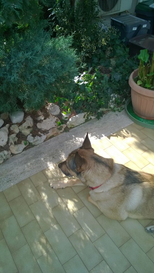 Ogne scarrafone è bello ‘a mamma soja...proverbio Napoletano10