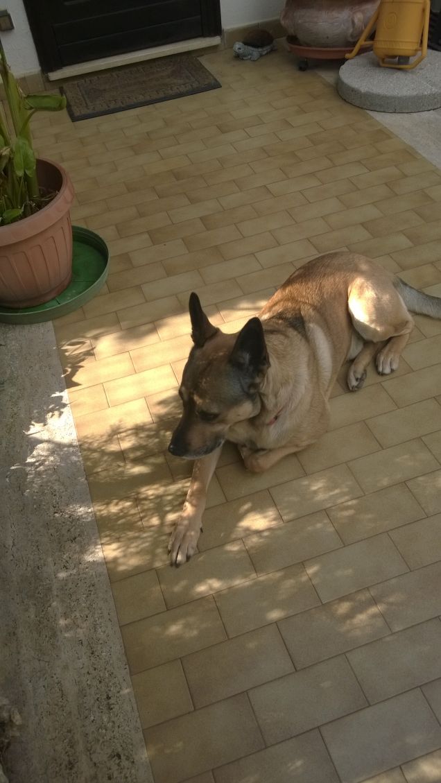 Ogne scarrafone è bello ‘a mamma soja...proverbio Napoletano11