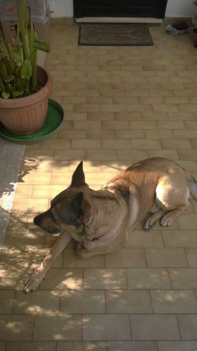 Ogne scarrafone è bello ‘a mamma soja...proverbio Napoletano12