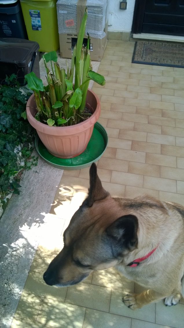 Ogne scarrafone è bello ‘a mamma soja...proverbio Napoletano14