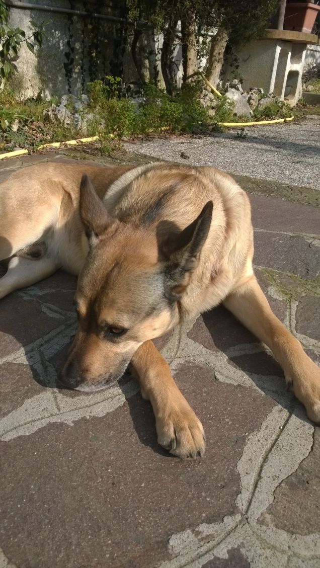 Ogne scarrafone è bello ‘a mamma soja...proverbio Napoletano15