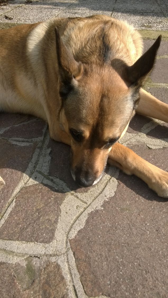 Ogne scarrafone è bello ‘a mamma soja...proverbio Napoletano16