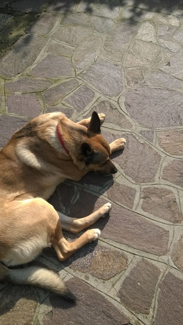 Ogne scarrafone è bello ‘a mamma soja...proverbio Napoletano18