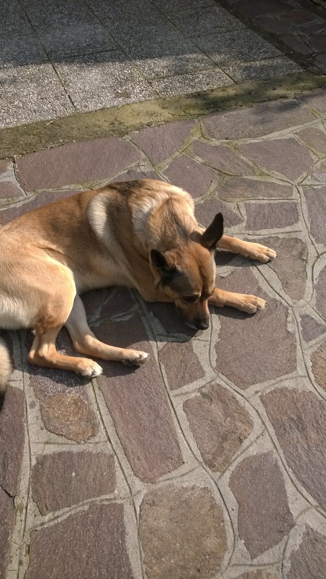 Ogne scarrafone è bello ‘a mamma soja...proverbio Napoletano19