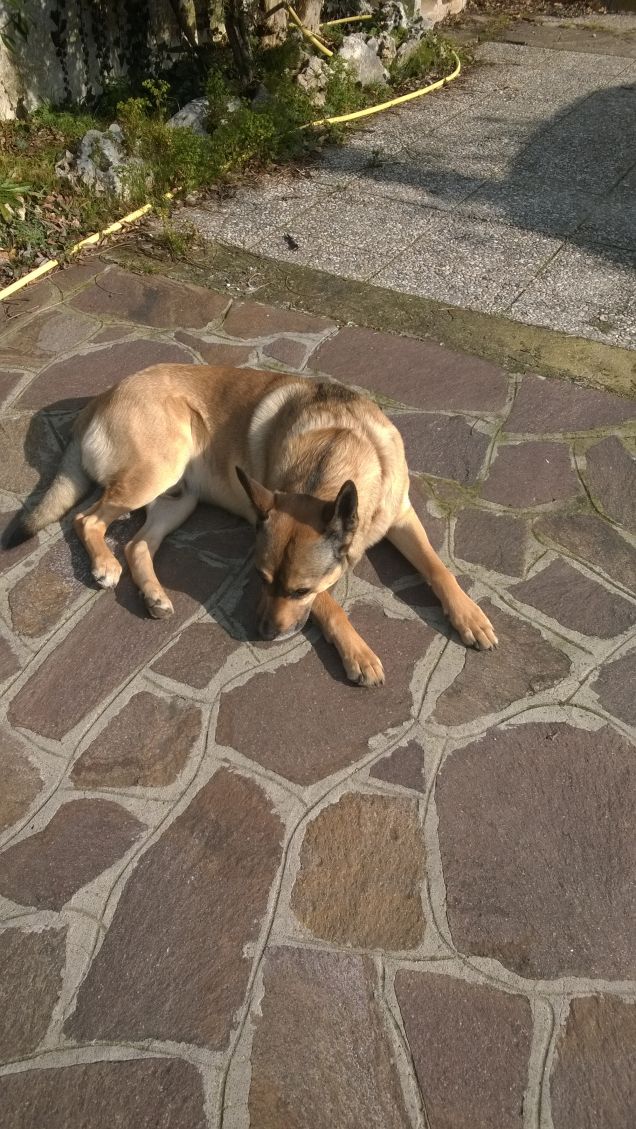 Mi godo un pallido sole. 