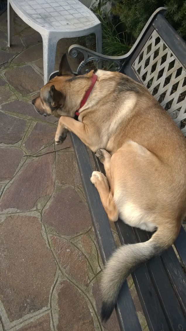 Stravaccato sulla panchina.