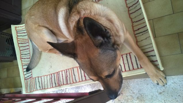 Un tappeto per fortuna.