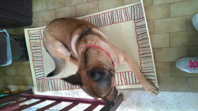 Un tappeto di fortuna.