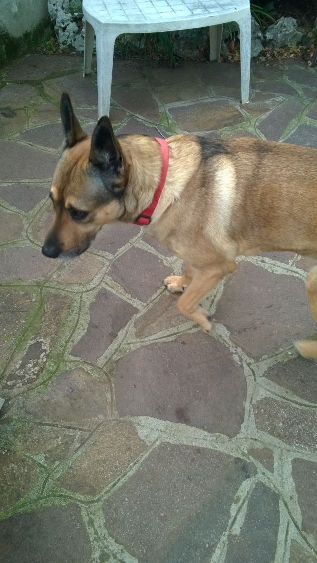 Le foto sembrano uguali ma non lo sono trovate le differenze.