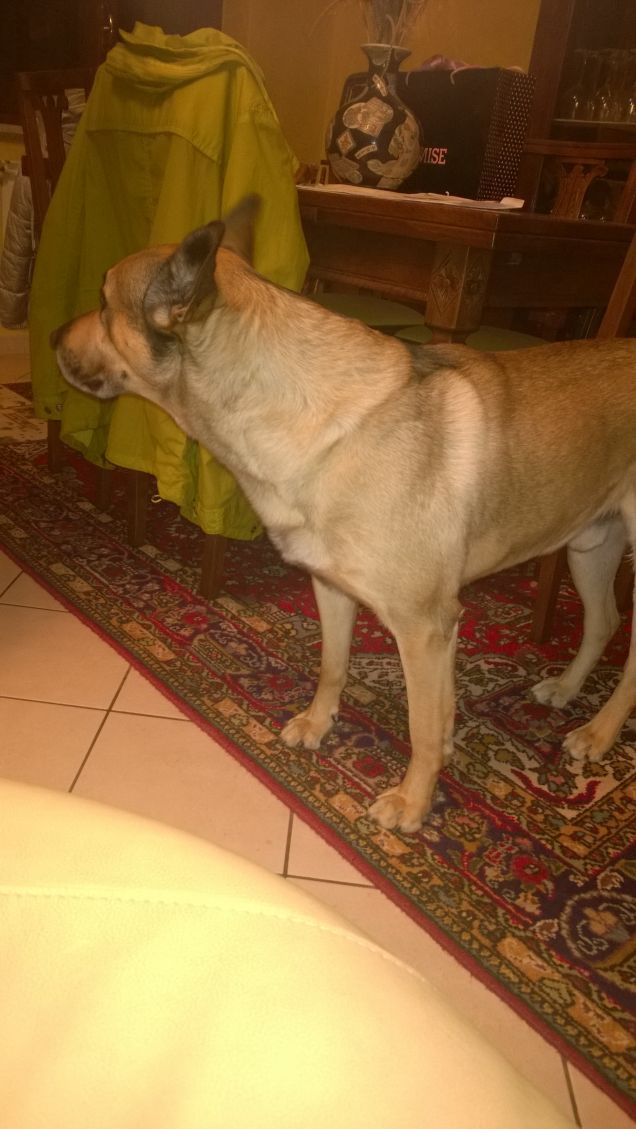 Molti miei simili soffrono molto.