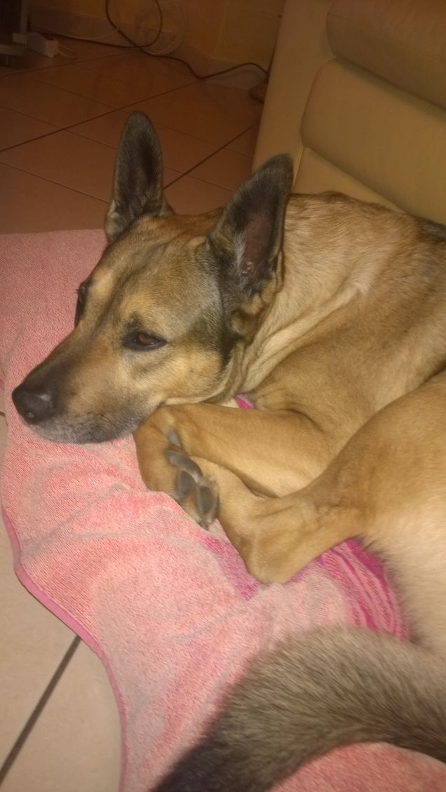 In fase di addormantamento.