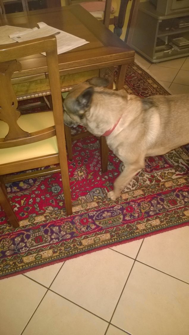 Sotto il tavolo si sta meglio.