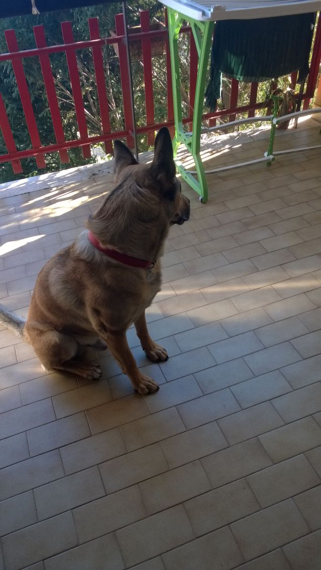 Noi cani romani  abbiamo l'aria der menefrégo.