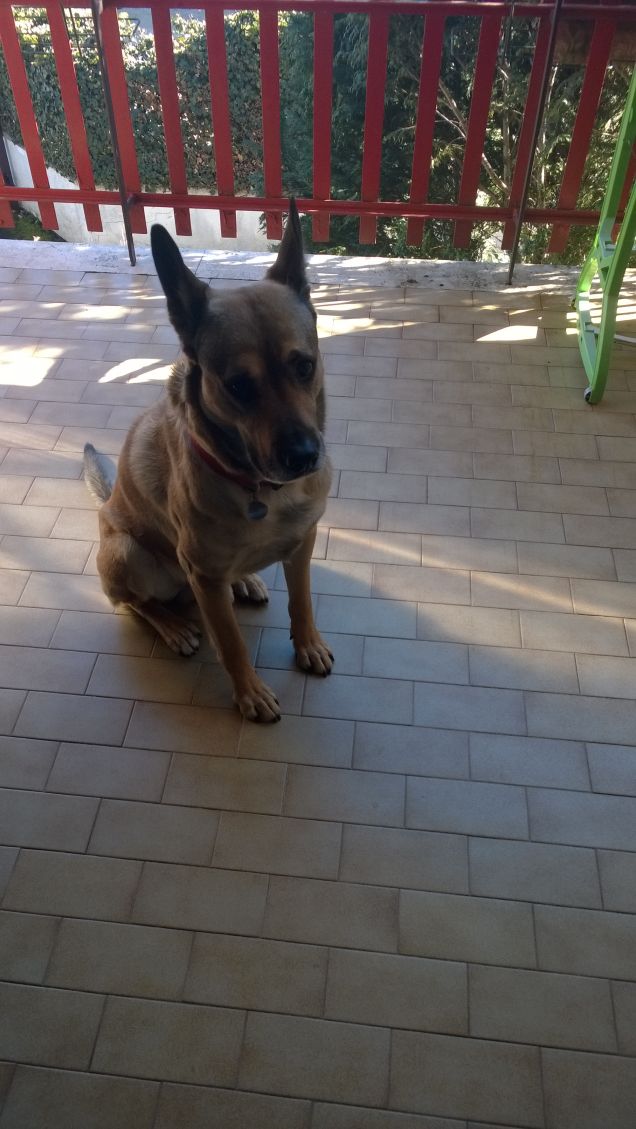 'Ndove nun c'è er guadambio, la remissione è ccerta. Proverbio romano