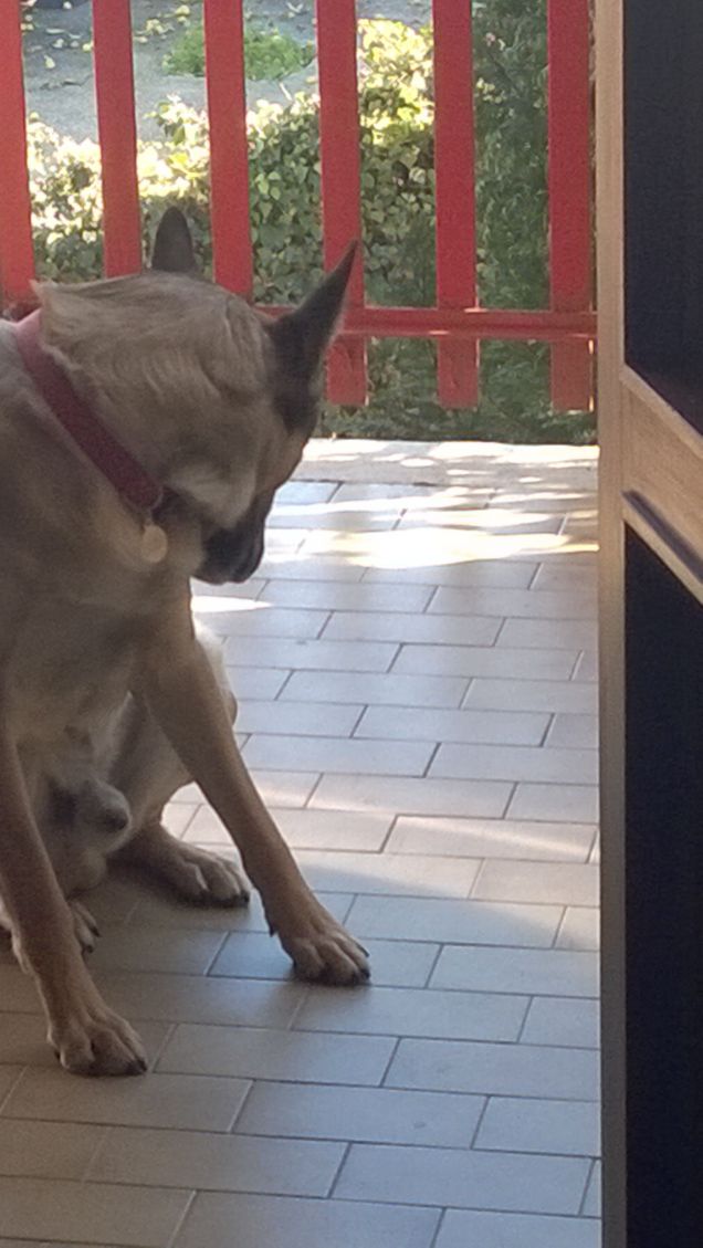 Sacco vôto nun s'aregge dritto