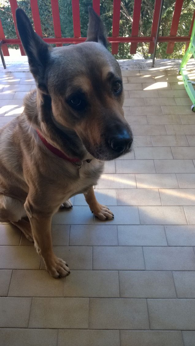 Can che abbaia... nun morde