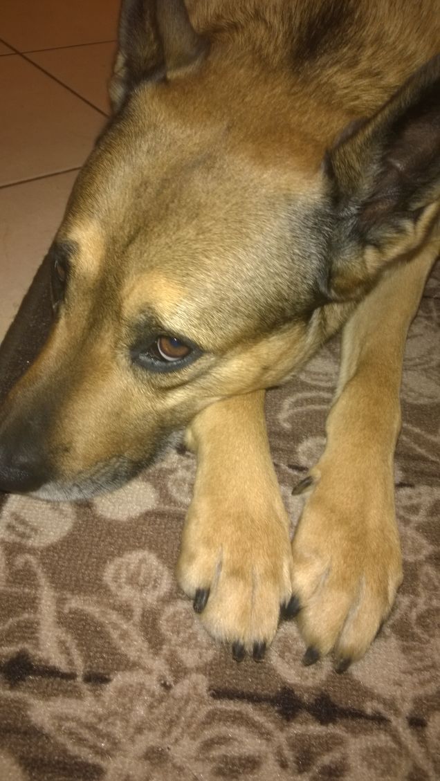 Stanco di giorno terremoto di sera.