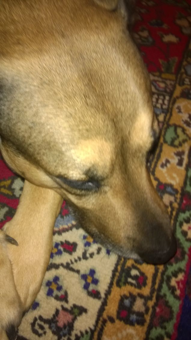 Solo la stanchezza è vera dolcezza.