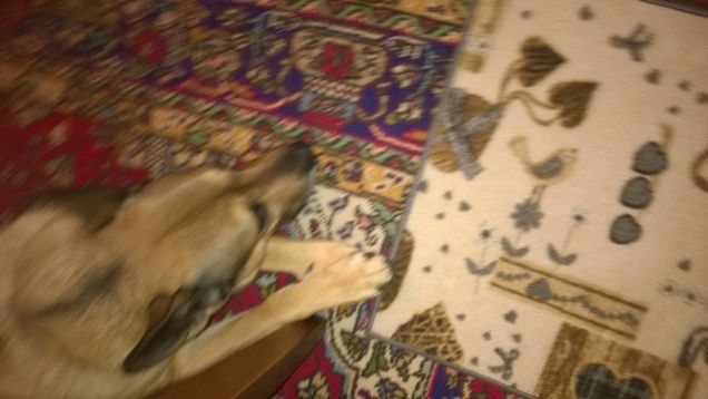 Quando Dio creò il cane, era già stanco. Ciò spiega molto.