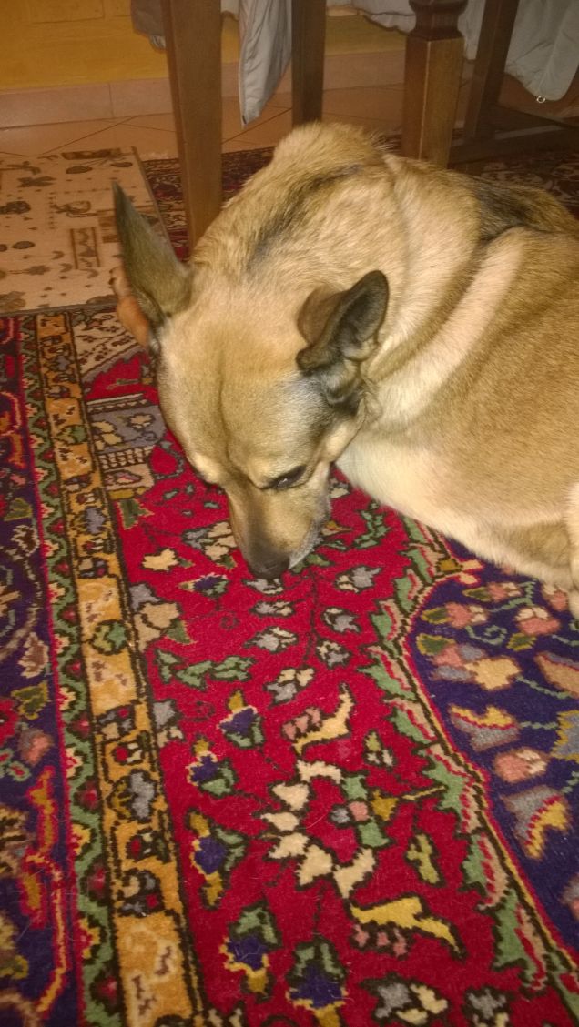 È sorprendente notare quante volte la saggezza  somiglia alla stanchezza.