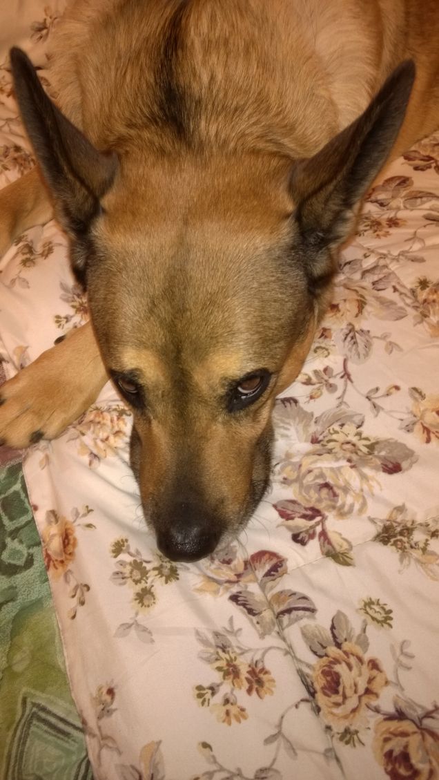 Che grandi orecchie che hai!!!!