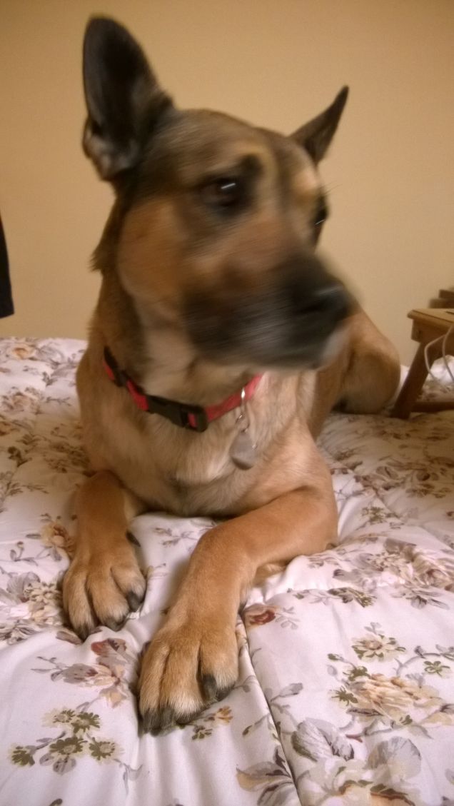 Lui mi tiene compagnia.