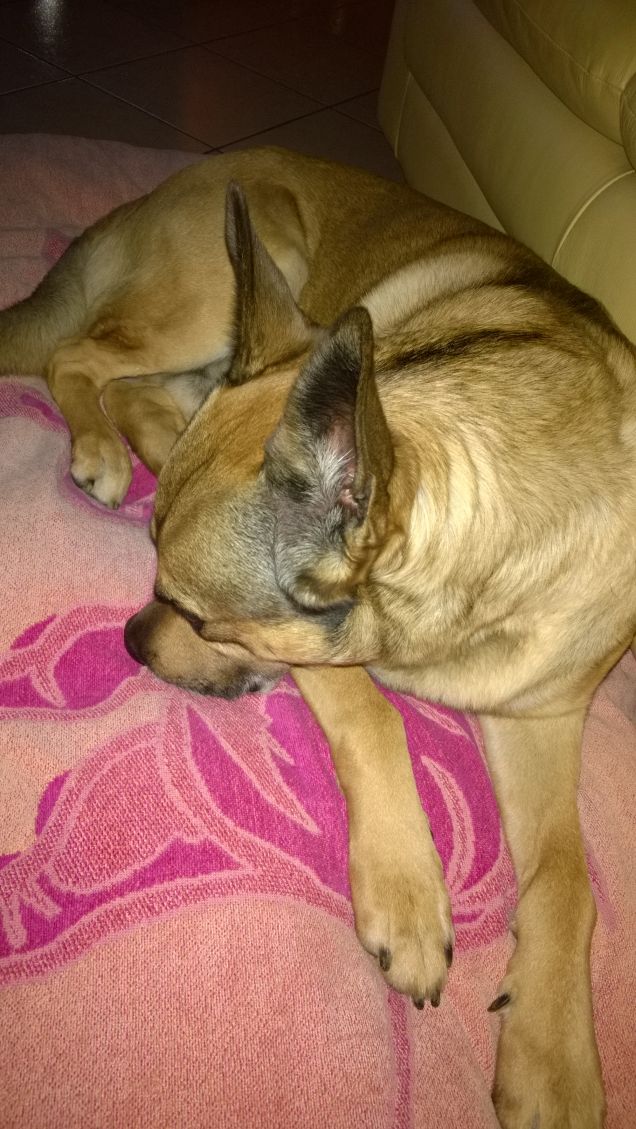 Sono un cane molto dormiglione.