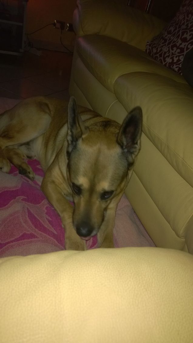 Il mio sonnacchioso.