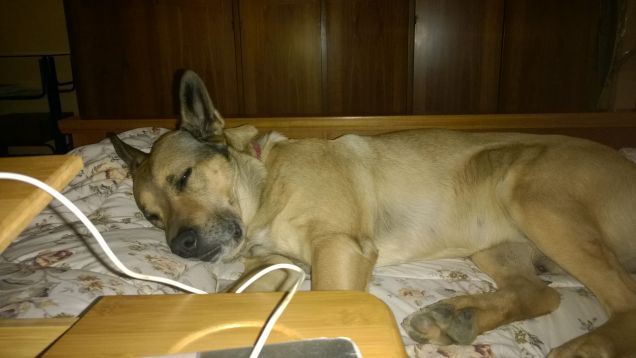 Il pomeriggio io dormo.