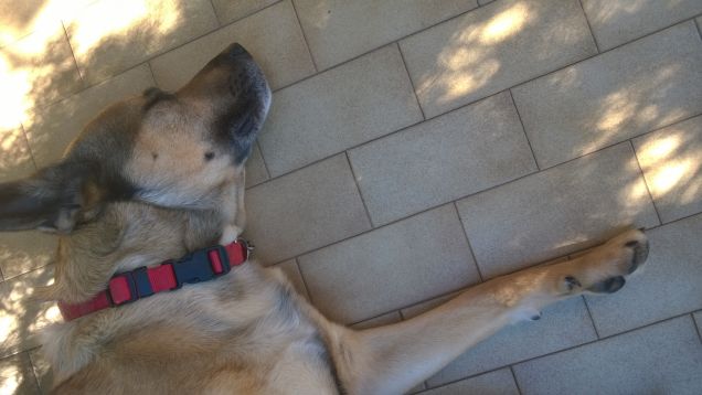 Svenuto dalla stanchezza.