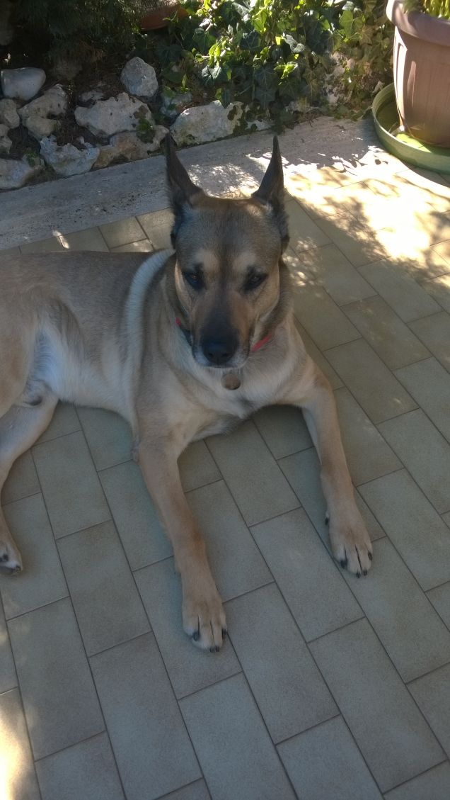 Le mie belle orecchie.