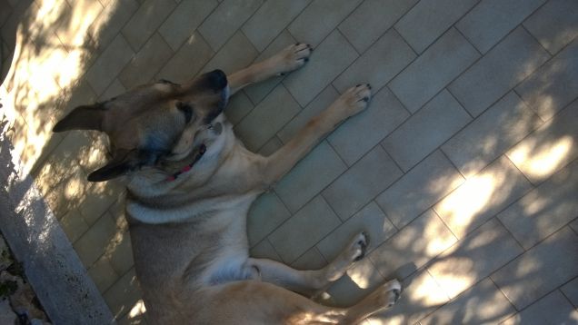 Il mio vialetto ombroso.