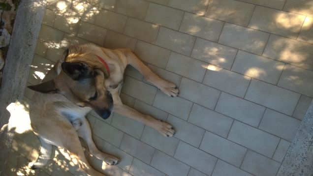 Un cane pacato di giorno e scatenato di sera