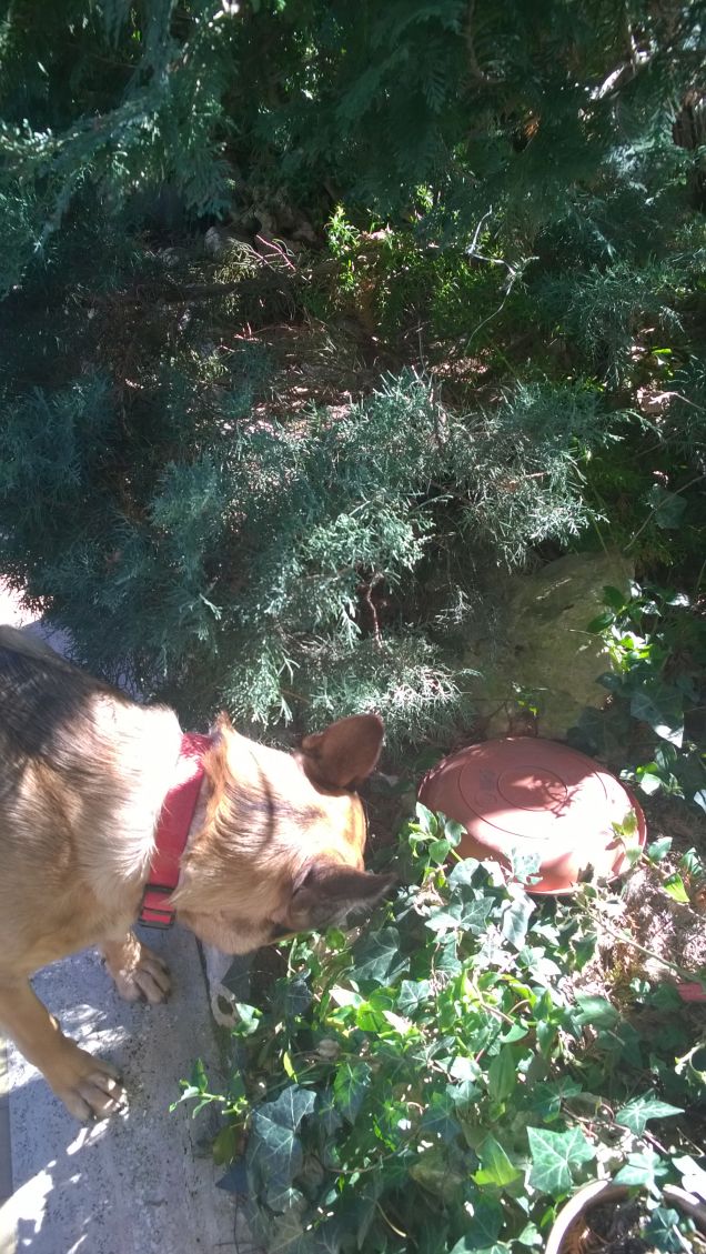 A caccia di lucertole.