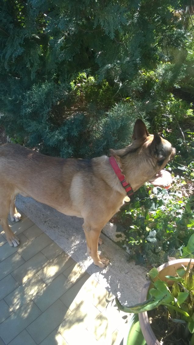 Respirando ossigeno.