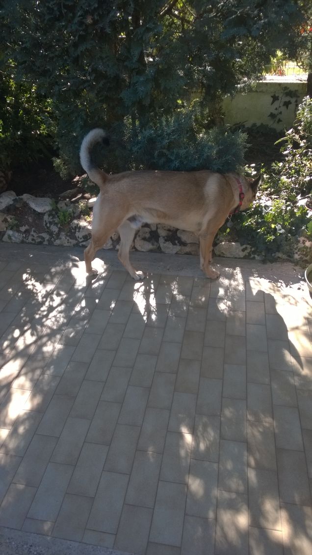 tra gli alberi di pino.