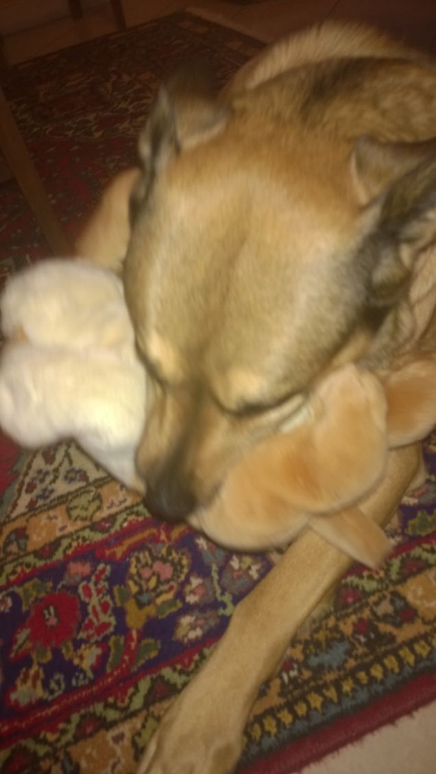 Il peluche di Artù.