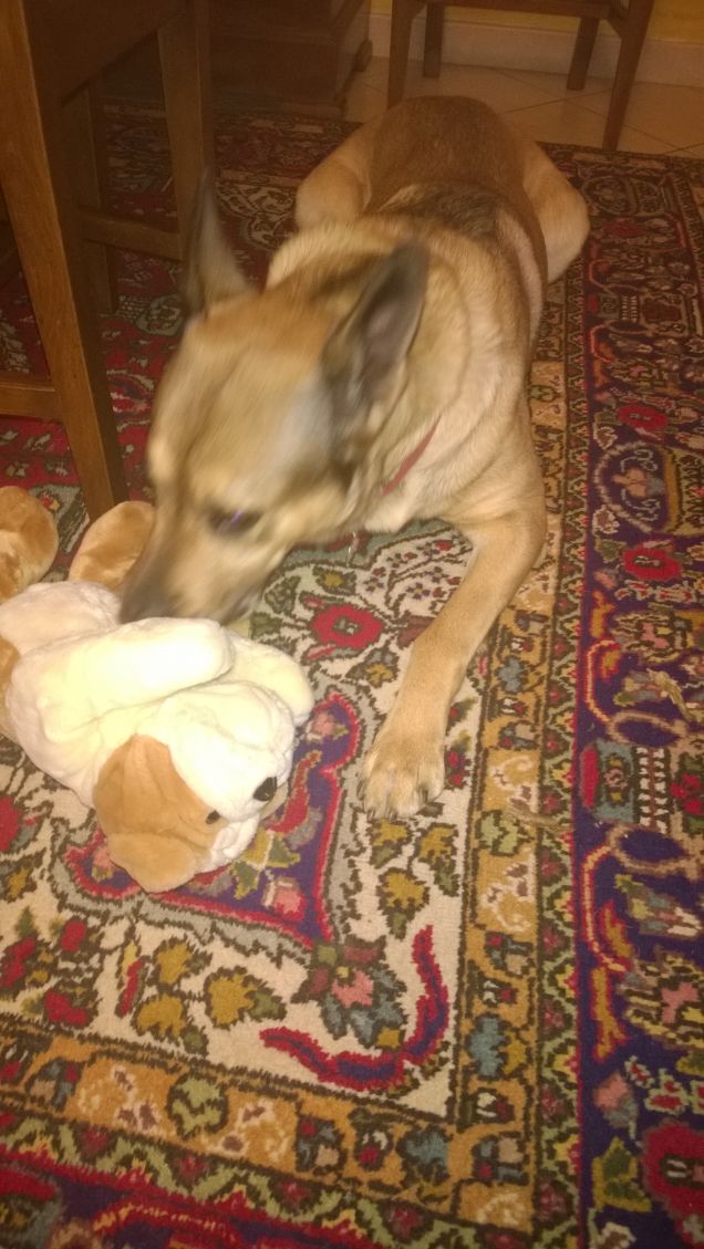 Il peluche di Artù.1